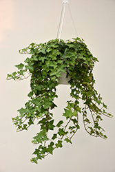 English Ivy (Hedera helix) at English Gardens