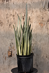 Snake Plant (Sansevieria trifasciata) at English Gardens