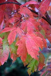Three Flowered Maple (Acer triflorum) at English Gardens