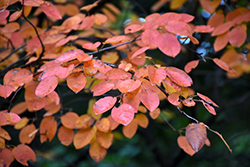 Autumn Brilliance Serviceberry (Amelanchier x grandiflora 'Autumn Brilliance') at English Gardens