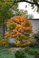 Three Flowered Maple (Acer triflorum) at English Gardens