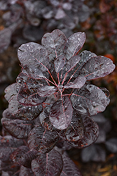 Winecraft Black Smokebush (Cotinus coggygria 'NCCO1') at English Gardens