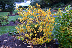 Spicebush (Lindera benzoin) at English Gardens