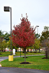 Redpointe Red Maple (Acer rubrum 'Frank Jr.') at English Gardens
