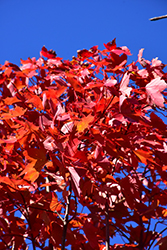 October Glory Red Maple (Acer rubrum 'October Glory') at English Gardens