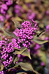 Pearl Glam Beautyberry (Callicarpa 'NCCX2') at English Gardens