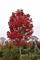 October Glory Red Maple (Acer rubrum 'October Glory') at English Gardens