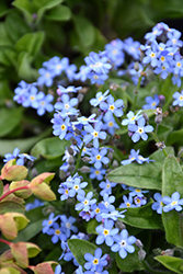 Mon Amie Blue Forget-Me-Not (Myosotis sylvatica 'Mon Amie Blue') at English Gardens