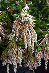 Mountain Fire Japanese Pieris (Pieris japonica 'Mountain Fire') at English Gardens