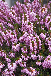 Mediterranean Pink Heath (Erica x darleyensis 'Mediterranean Pink') at English Gardens