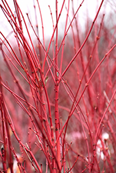 Coral Bark Japanese Maple (Acer palmatum 'Sango Kaku') at English Gardens