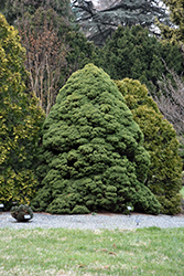 Dwarf Alberta Spruce (Picea glauca 'Conica') at English Gardens