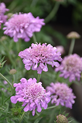 Pink Mist Pincushion Flower (Scabiosa 'Pink Mist') at English Gardens