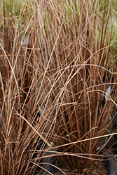 Red Rooster Sedge (Carex buchananii 'Red Rooster') at English Gardens
