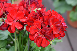 Calliope Medium Dark Red Geranium (Pelargonium 'Calliope Medium Dark Red') at English Gardens