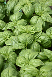 Sweet Basil (Ocimum basilicum) at English Gardens