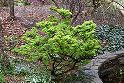 Mikawa Yatsubusa Japanese Maple (Acer palmatum 'Mikawa Yatsubusa') at English Gardens