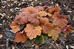 Southern Comfort Coral Bells (Heuchera 'Southern Comfort') at English Gardens