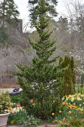 Trautman Juniper (Juniperus chinensis 'Trautman') at English Gardens