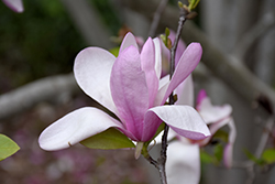 Jane Magnolia (Magnolia 'Jane') at English Gardens