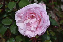 Plum Perfect Sunbelt Rose (Rosa 'KORvodacom') at English Gardens