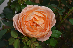 Lady Of Shalott Rose (Rosa 'Ausnyson') at English Gardens