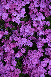Spring Purple Moss Phlox (Phlox subulata 'Spring Purple') at English Gardens