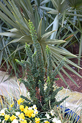 Chirimen Hinoki Falsecypress (Chamaecyparis obtusa 'Chirimen') at English Gardens