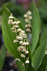 Lily-Of-The-Valley (Convallaria majalis) at English Gardens