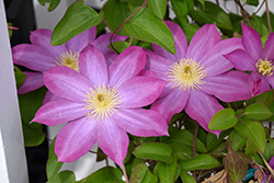 Pink Champagne Clematis (Clematis 'Pink Champagne') at English Gardens