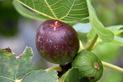 Brown Turkey Fig (Ficus carica 'Brown Turkey') at English Gardens