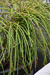 Whipcord Arborvitae (Thuja plicata 'Whipcord') at English Gardens