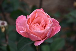 Queen Elizabeth Rose (Rosa 'Queen Elizabeth') at English Gardens