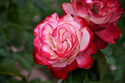 Cherry Parfait Rose (Rosa 'Cherry Parfait') at English Gardens