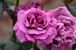 Plum Perfect Sunbelt Rose (Rosa 'KORvodacom') at English Gardens