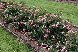 Sweet Drift Rose (Rosa 'Meiswetdom') at English Gardens