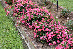 Pink Drift Rose (Rosa 'Meijocos') at English Gardens