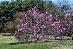 Ann Magnolia (Magnolia 'Ann') at English Gardens