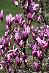 Ann Magnolia (Magnolia 'Ann') at English Gardens