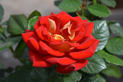 Ketchup And Mustard Rose (Rosa 'WEKzazette') at English Gardens