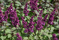 Virtual Violet Lilac (Syringa 'Bailbridget') at English Gardens
