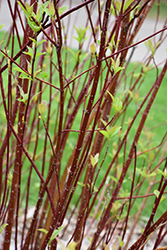 Arctic Fire Red Twig Dogwood (Cornus sericea 'Farrow') at English Gardens
