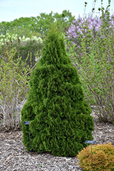 Holmstrup Arborvitae (Thuja occidentalis 'Holmstrup') at English Gardens