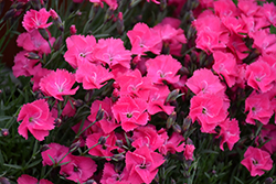 Vivid Bright Light Pinks (Dianthus 'Uribest52') at English Gardens