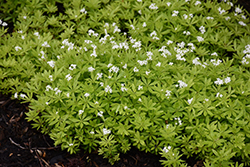 Sweet Woodruff (Galium odoratum) at English Gardens