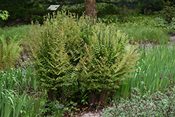 Royal Fern (Osmunda regalis) at English Gardens