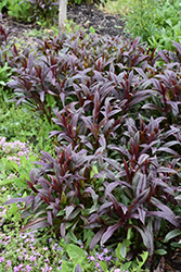 Dark Towers Beard Tongue (Penstemon 'Dark Towers') at English Gardens
