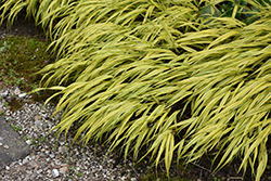 Golden Variegated Hakone Grass (Hakonechloa macra 'Aureola') at English Gardens