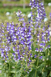 Color Spires Azure Snow Sage (Salvia 'Azure Snow') at English Gardens