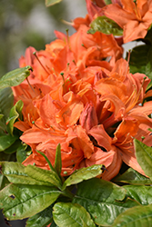 Mandarin Lights Azalea (Rhododendron 'Mandarin Lights') at English Gardens